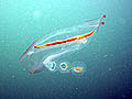 Cyclosalpa affinis solitary with buds