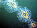 Cyclosalpa affinis colony