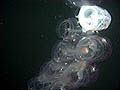 Pegea(?) colony