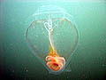 Cyclosalpa solitary form
