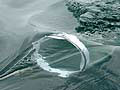 Ichthyoplankton Neuston Tows