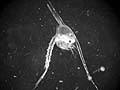 Anomura zoea - Lepidopa myops